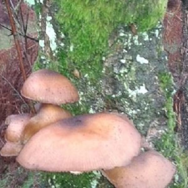 Fungus Foray: Coombes Dale